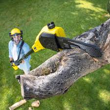 Best Firewood Processing and Delivery  in University Of Lifornia Santa Barbara, CA