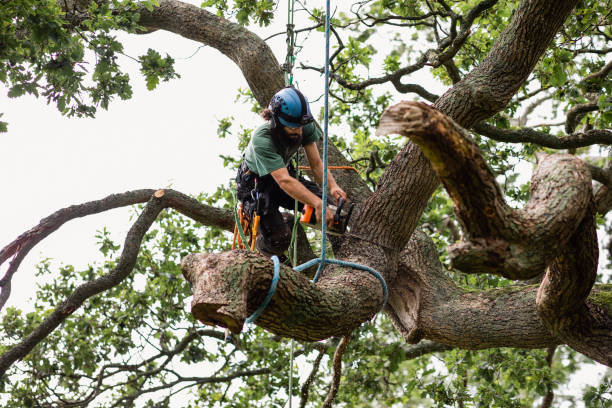 Professional Tree Care in University Of California Santa Barbara, CA