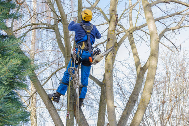 Best Tree Trimming and Pruning  in University Of Lifornia Santa Barbara, CA