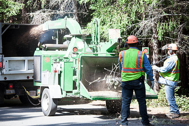 How Our Tree Care Process Works  in  University Of California Santa Barbara, CA